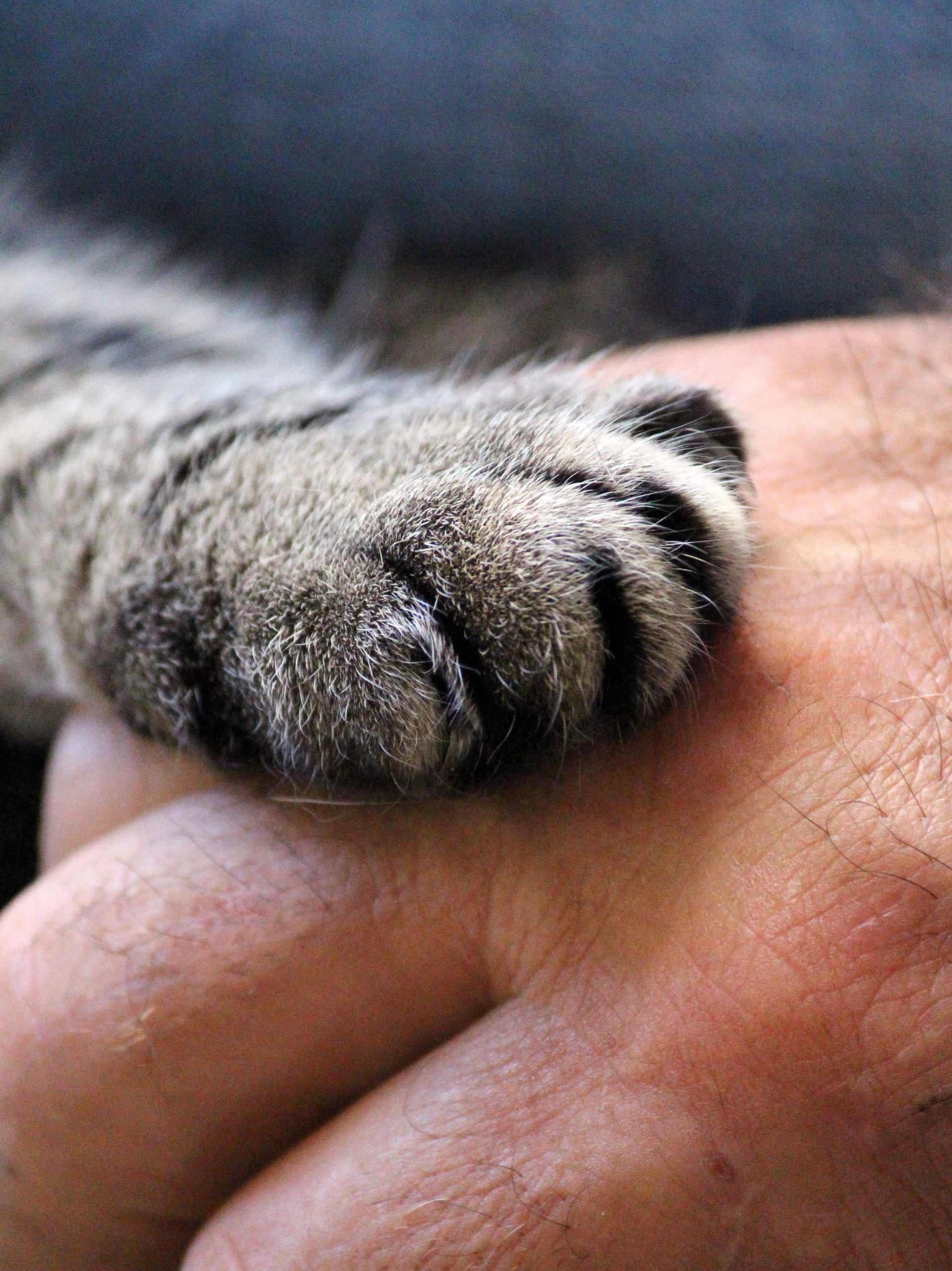 cat paws