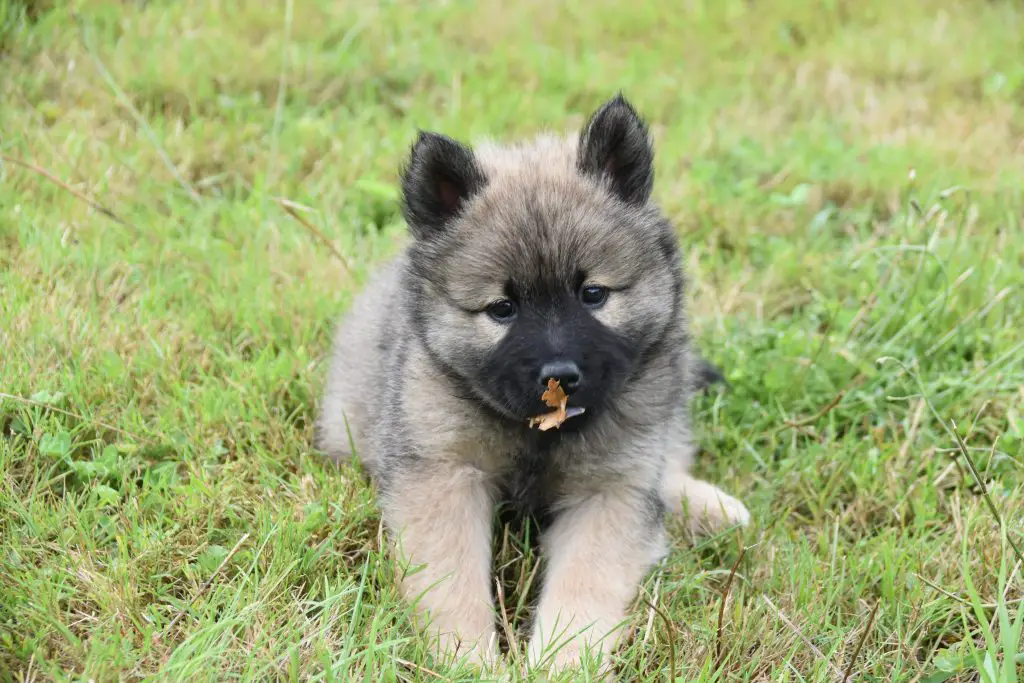 Why do dogs eat grass? Chewing grass. Swallow grass.