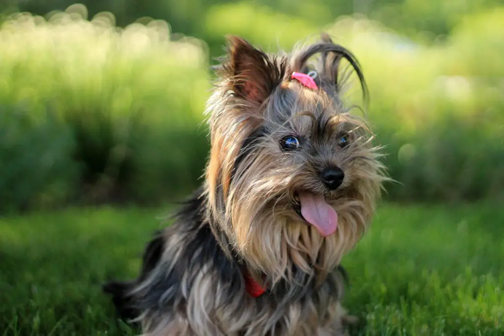 Yorkshire terrier