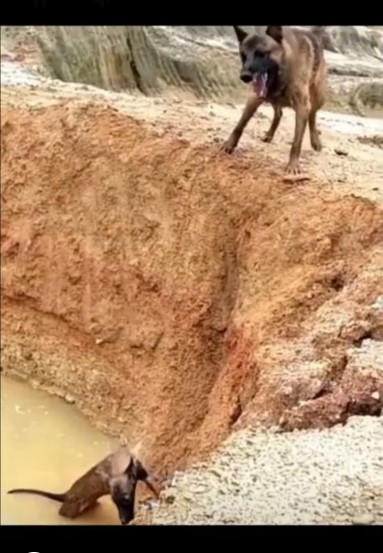 Heroic dog pulling a companion to safety at the lake