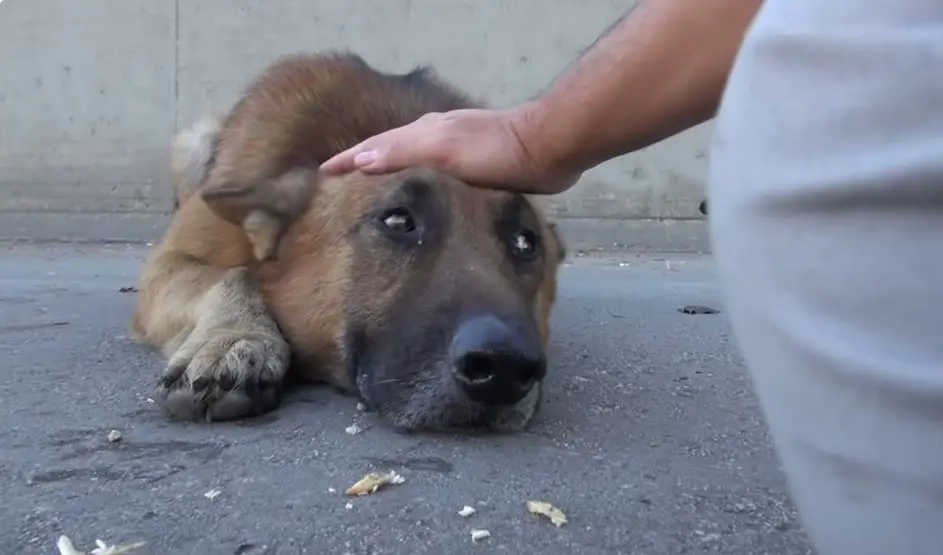 German Shepherd saved from Los Angeles River