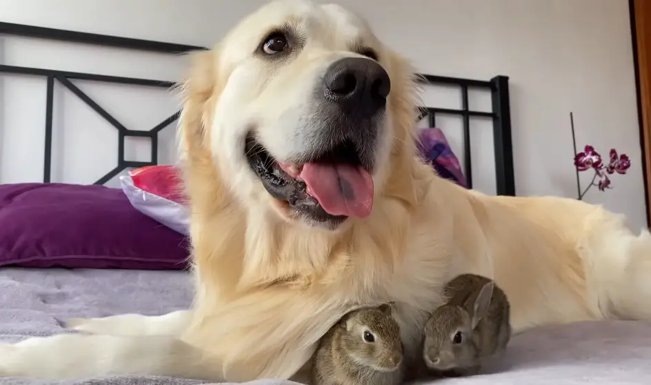 Baby bunnies snuggling with their surrogate father, Bailey