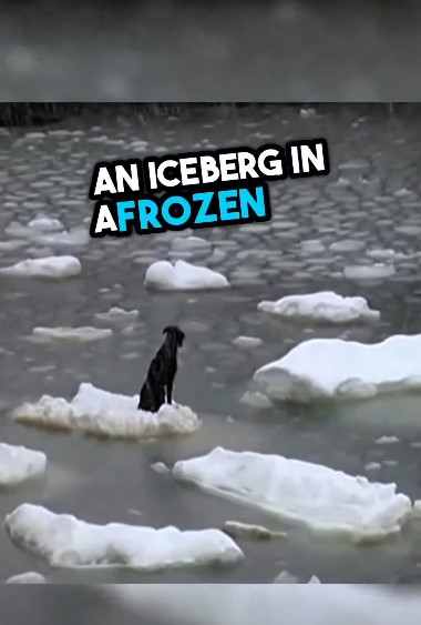 Dog shivering on ice, being pulled to safety by sailors