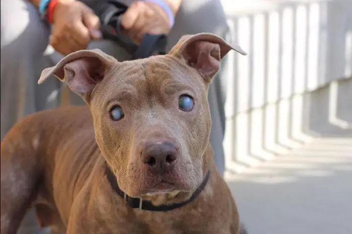 Blind Pit Bull Hazel seeing her adoptive parents for the first time after eye surgery