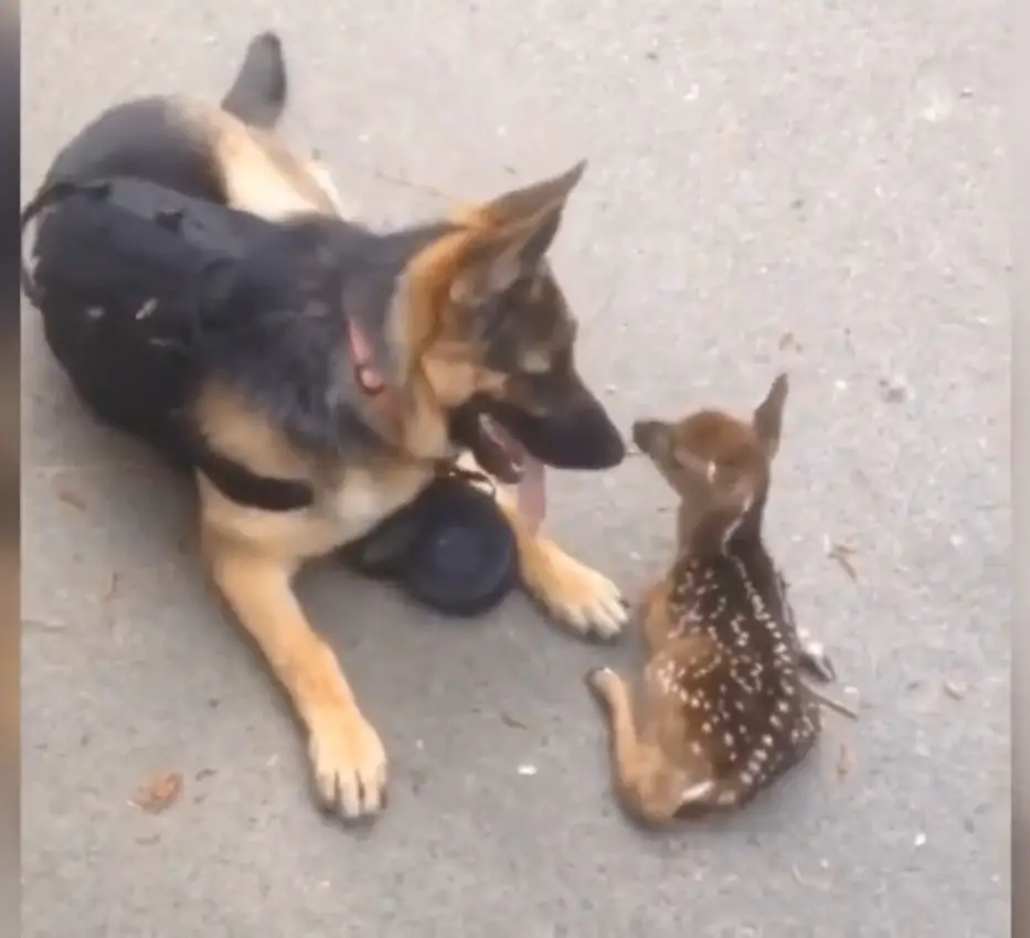 Iris the German Shepherd nuzzling and comforting a scared little fawn on a trail