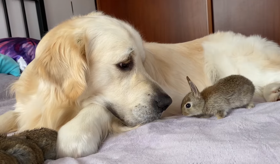 Golden Retriever Bailey with baby bunnies