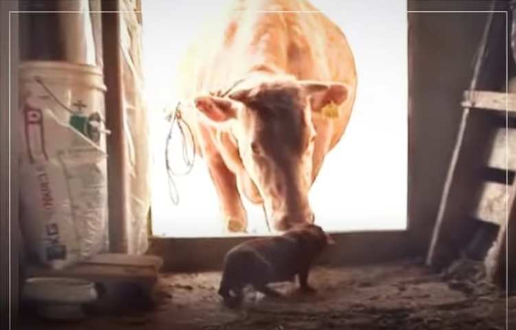 Cow and puppy sharing a meal from the same bowl, highlighting their strong bond.