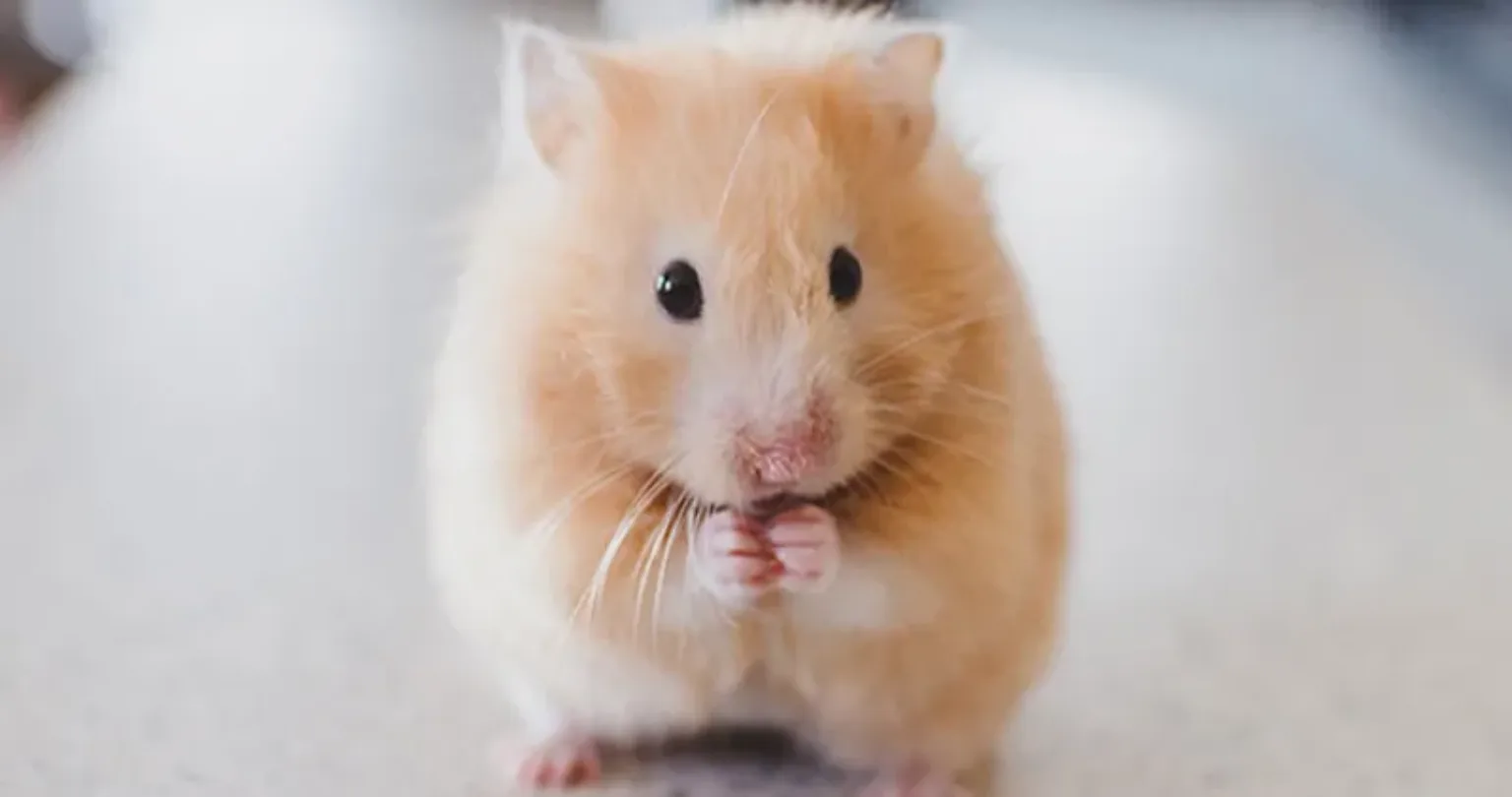 Hamsters: Why They’re So Cute and Why You Should Own One